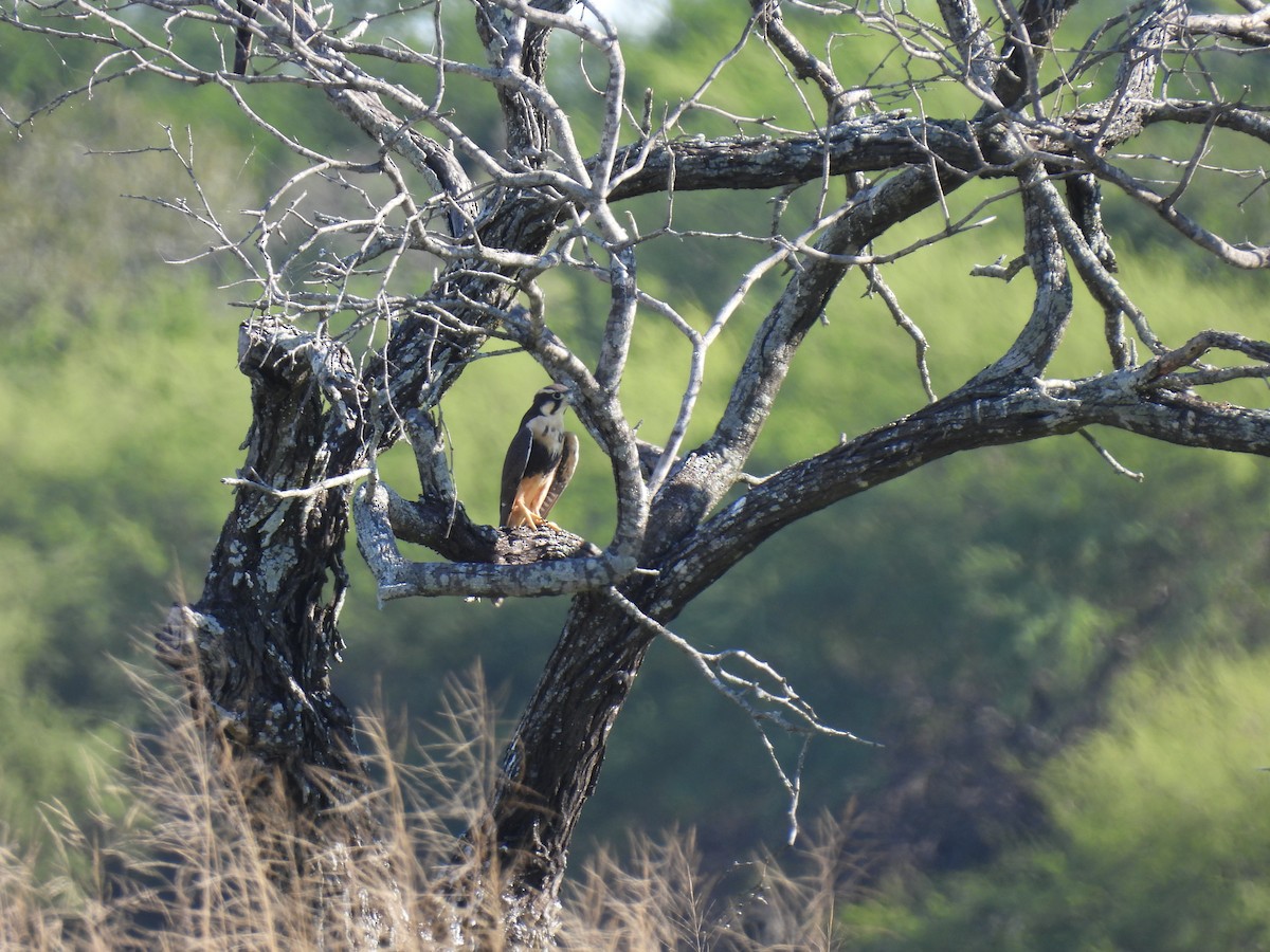 Aplomado Falcon - ML645373387