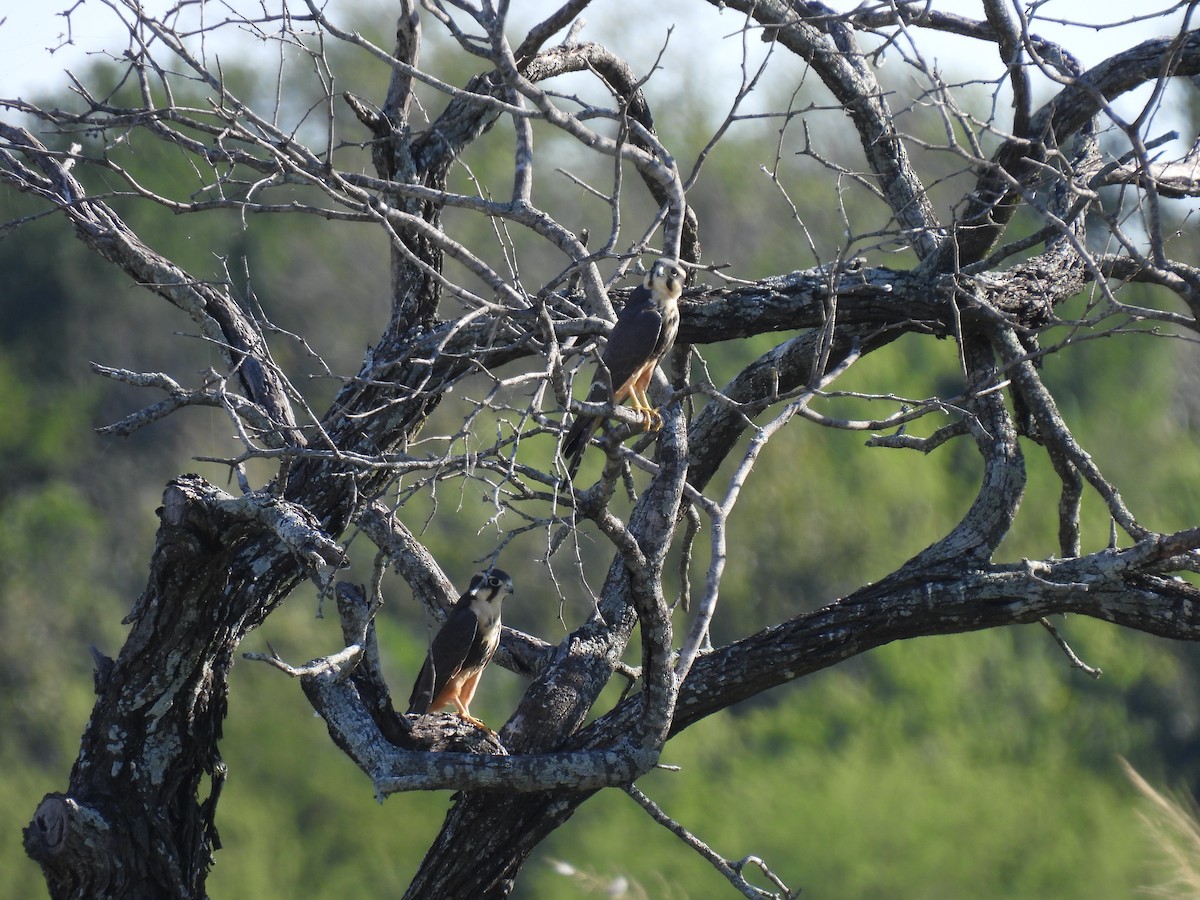 Aplomado Falcon - ML645373389