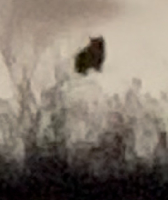 Пугач віргінський - ML645373394