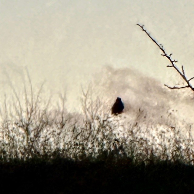 Пугач віргінський - ML645373395