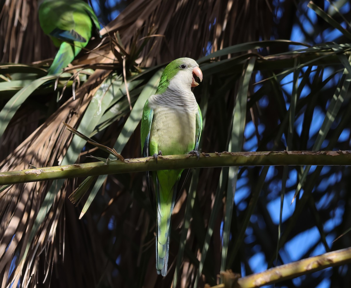 Mönchssittich - ML645373418