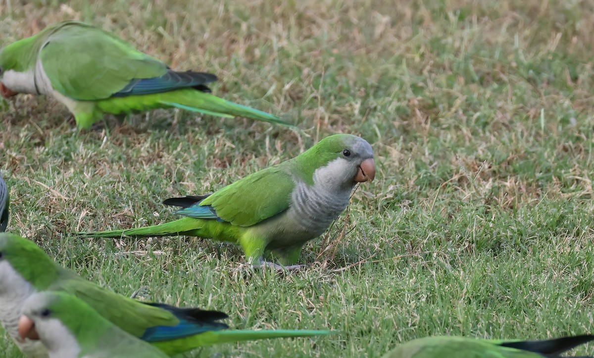 Mönchssittich - ML645373419