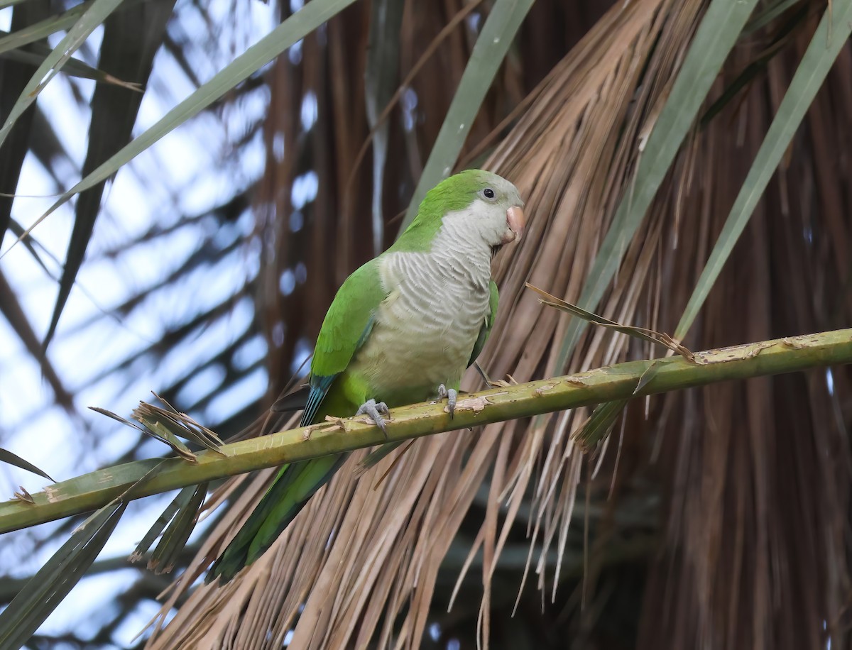 Mönchssittich - ML645373420