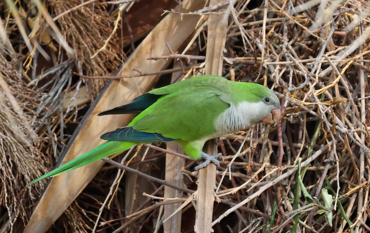 Mönchssittich - ML645373421