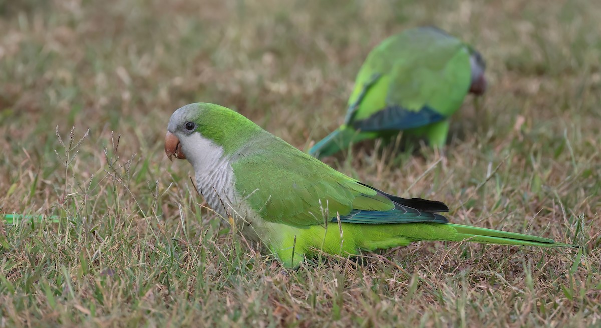 Mönchssittich - ML645373422