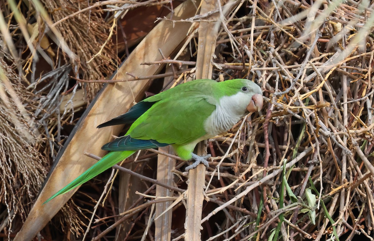 Mönchssittich - ML645373423