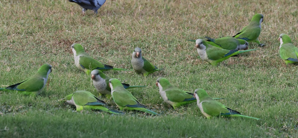 Mönchssittich - ML645373424