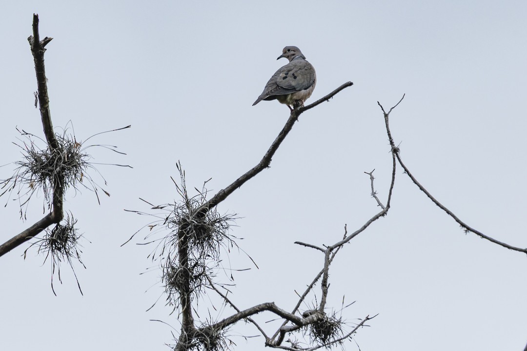 Eared Dove - ML645373427