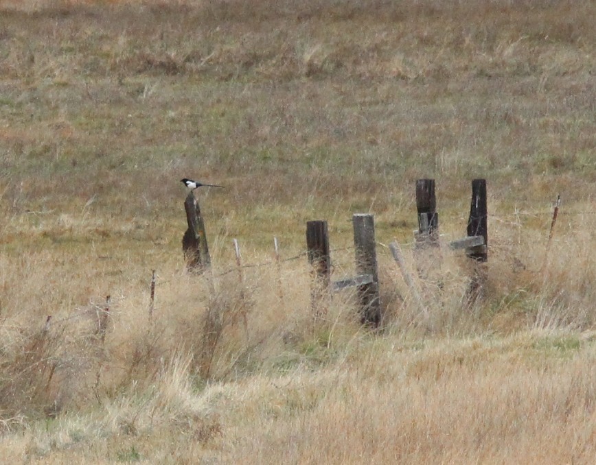 straka americká - ML645373429