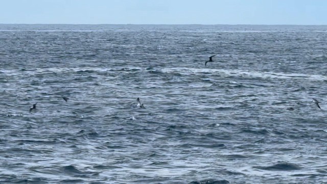 Sooty Tern - ML645373432