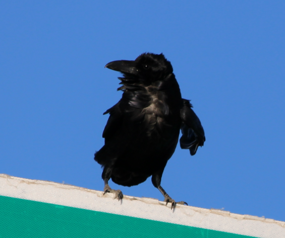 Chihuahuan Raven - ML645373434