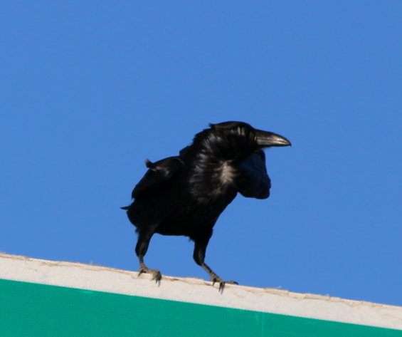 Chihuahuan Raven - ML645373435
