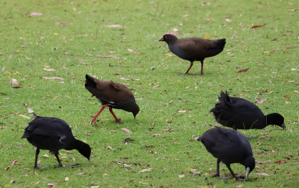 Black-tailed Nativehen - ML645373440