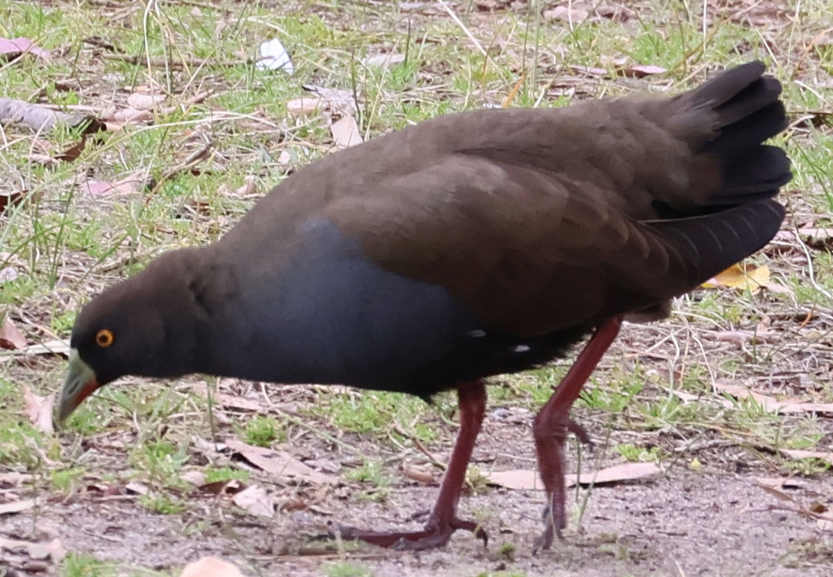 Black-tailed Nativehen - ML645373441