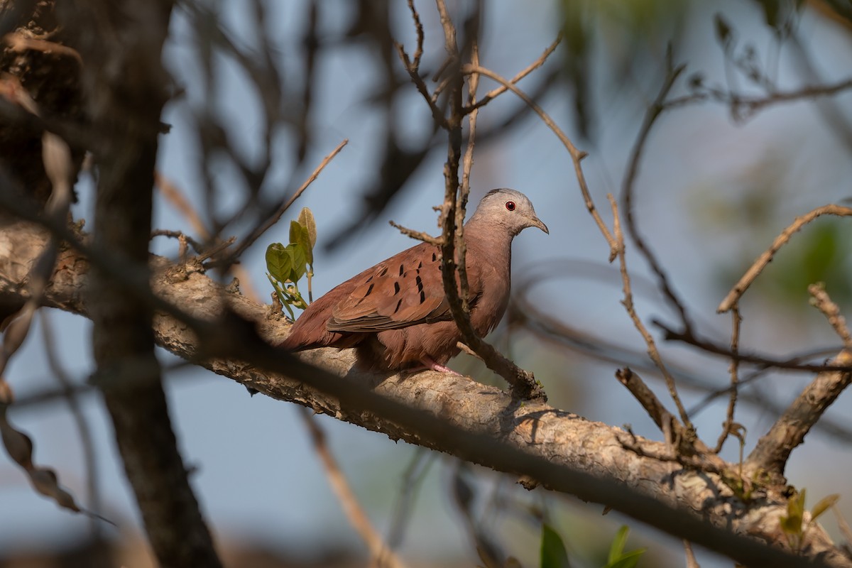 Коричневая земляная горлица - ML645373448