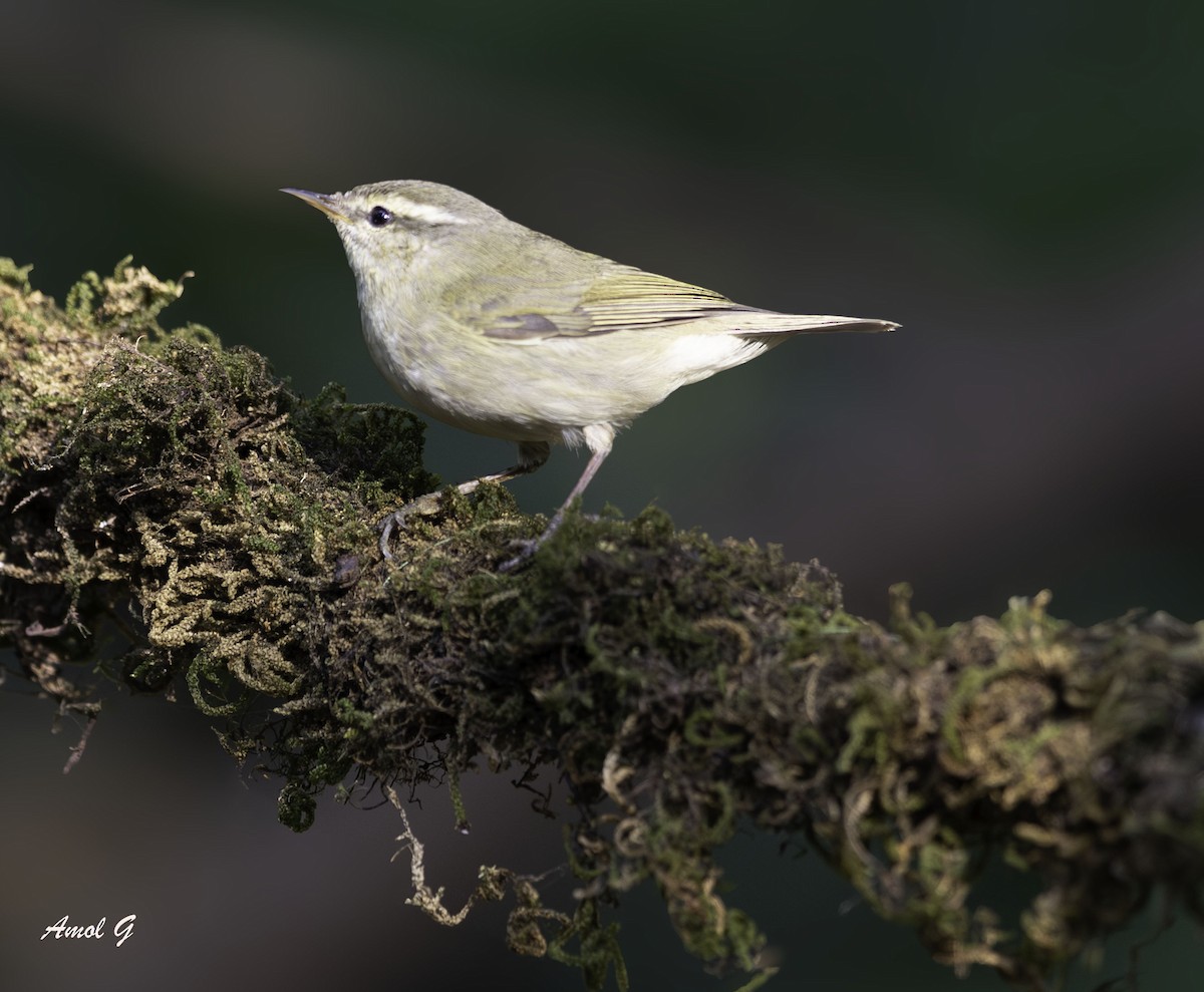 budníček zelený - ML645373472