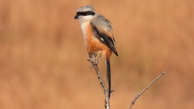 Long-tailed Shrike - ML645373473