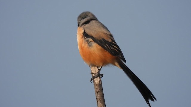 Long-tailed Shrike - ML645373478