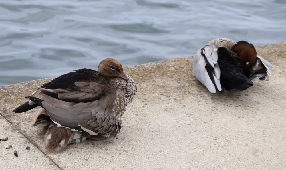 Maned Duck - ML645373480