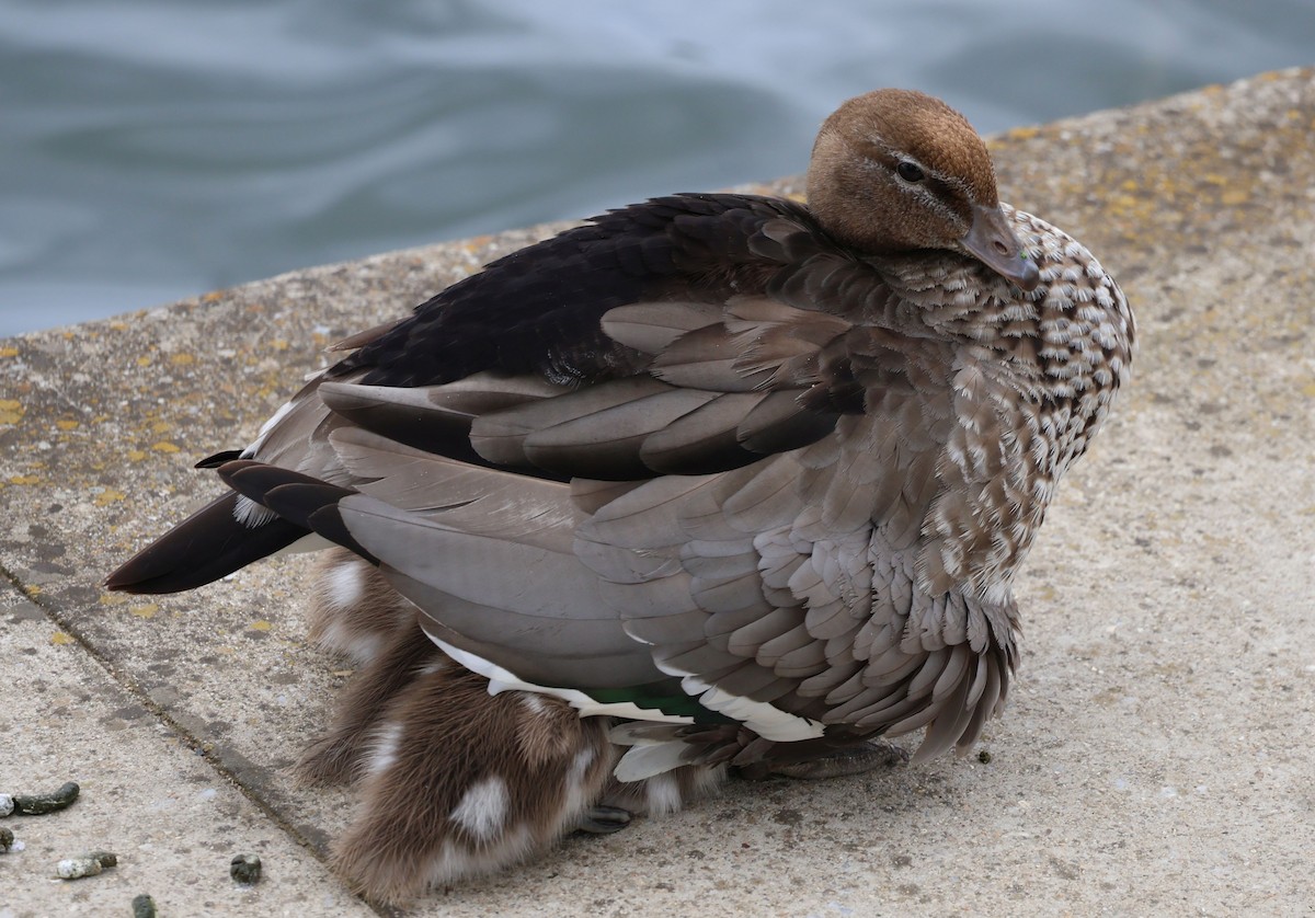 Maned Duck - ML645373481