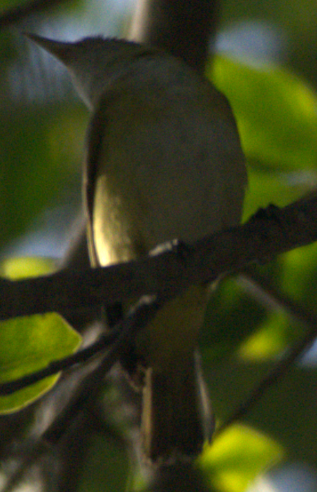 vireo sp. - ML645373482