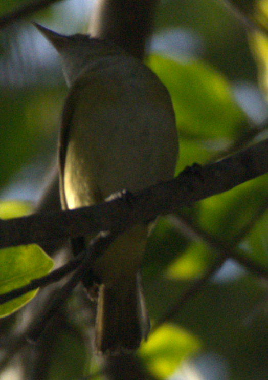 vireo sp. - ML645373483