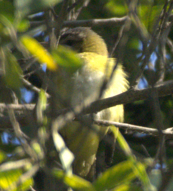 vireo sp. - ML645373484