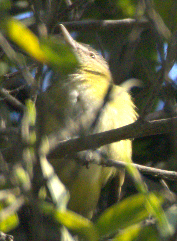 vireo sp. - ML645373485