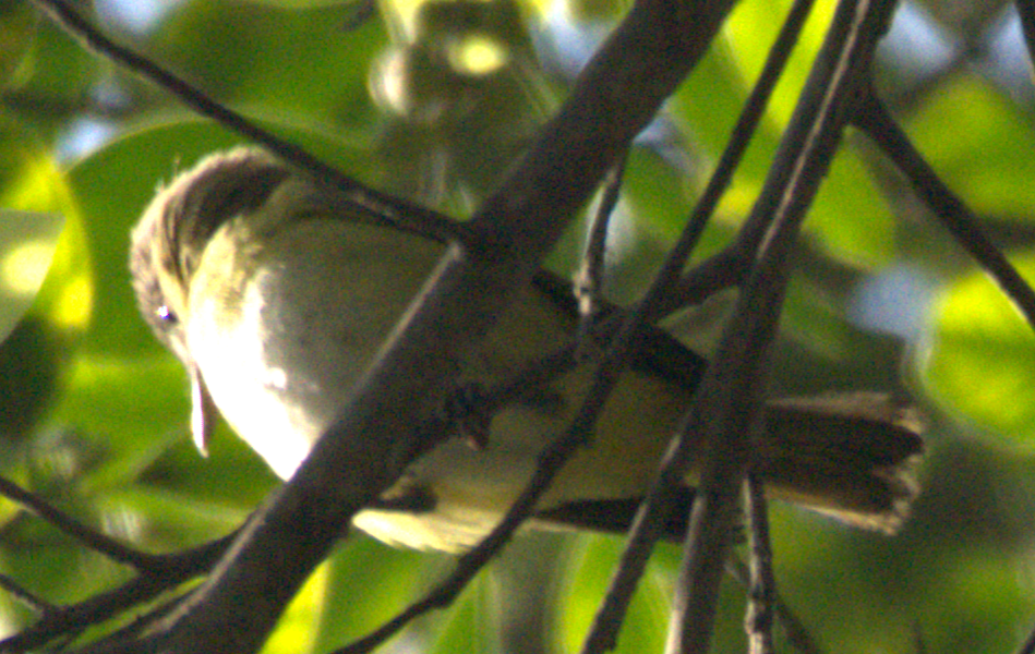 vireo sp. - ML645373486