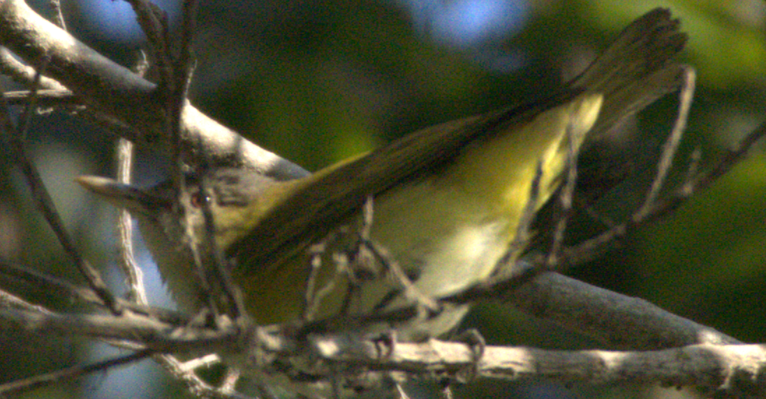 vireo sp. - ML645373487