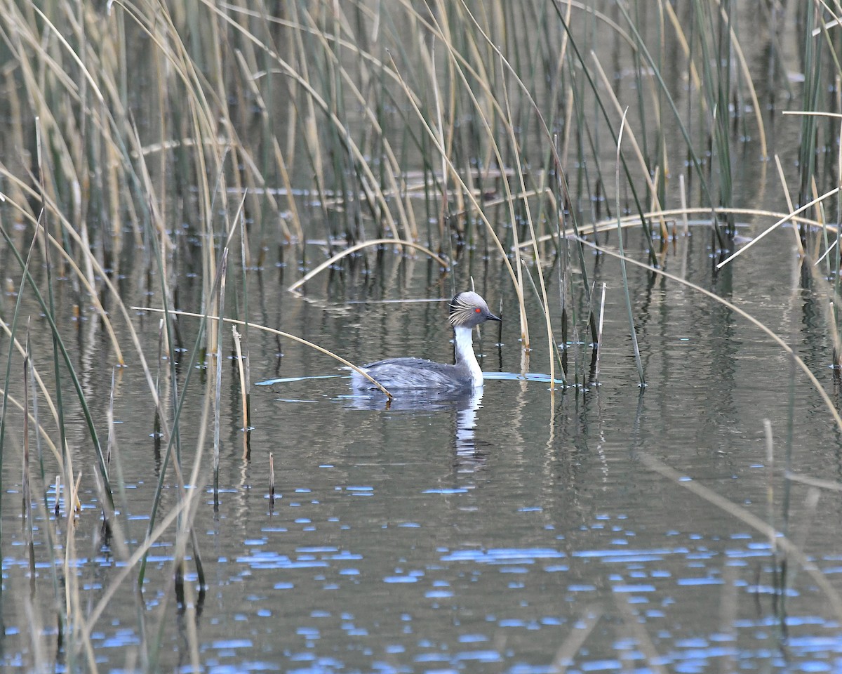 potápka stříbřitá (ssp. occipitalis) - ML645373493
