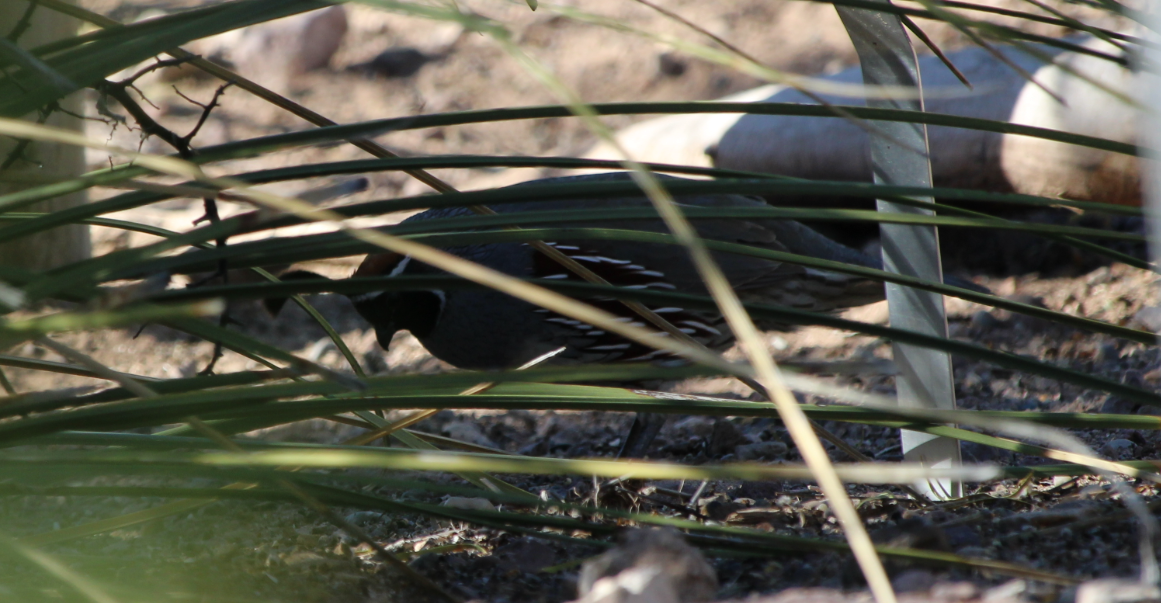 Перепелиця жовтогруда - ML645373498