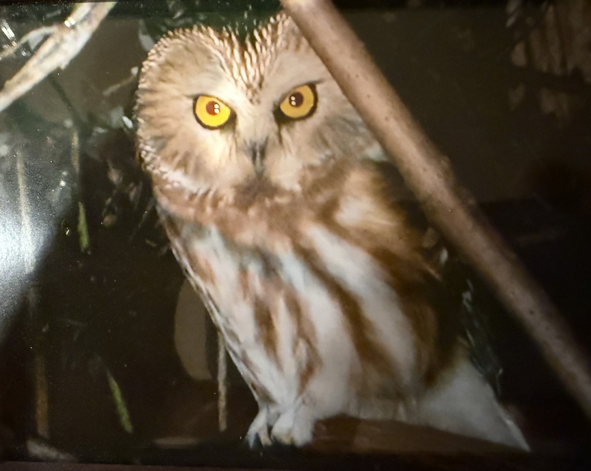 Northern Saw-whet Owl - ML645373502