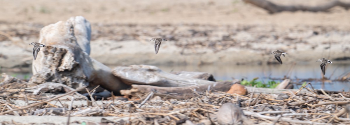 Least Sandpiper - ML645373516