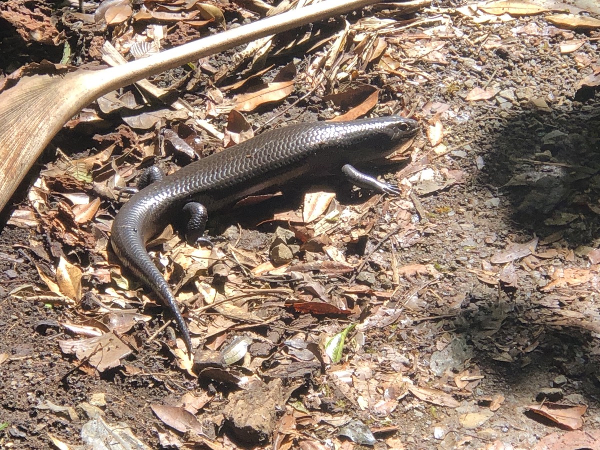 Reptiles - ML645373518