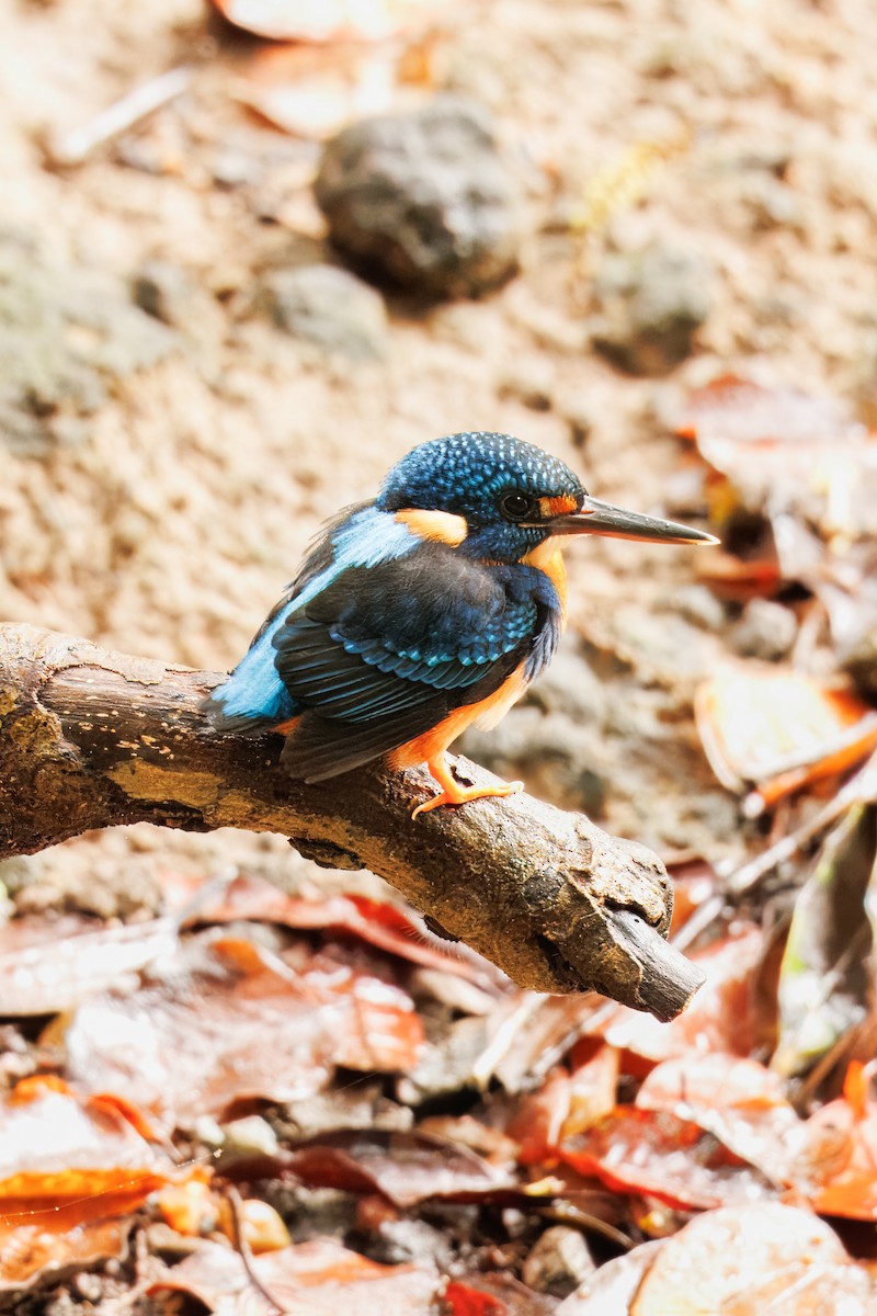 Indigo-banded Kingfisher - ML645373519