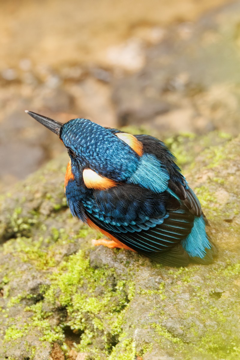 Indigo-banded Kingfisher - ML645373521