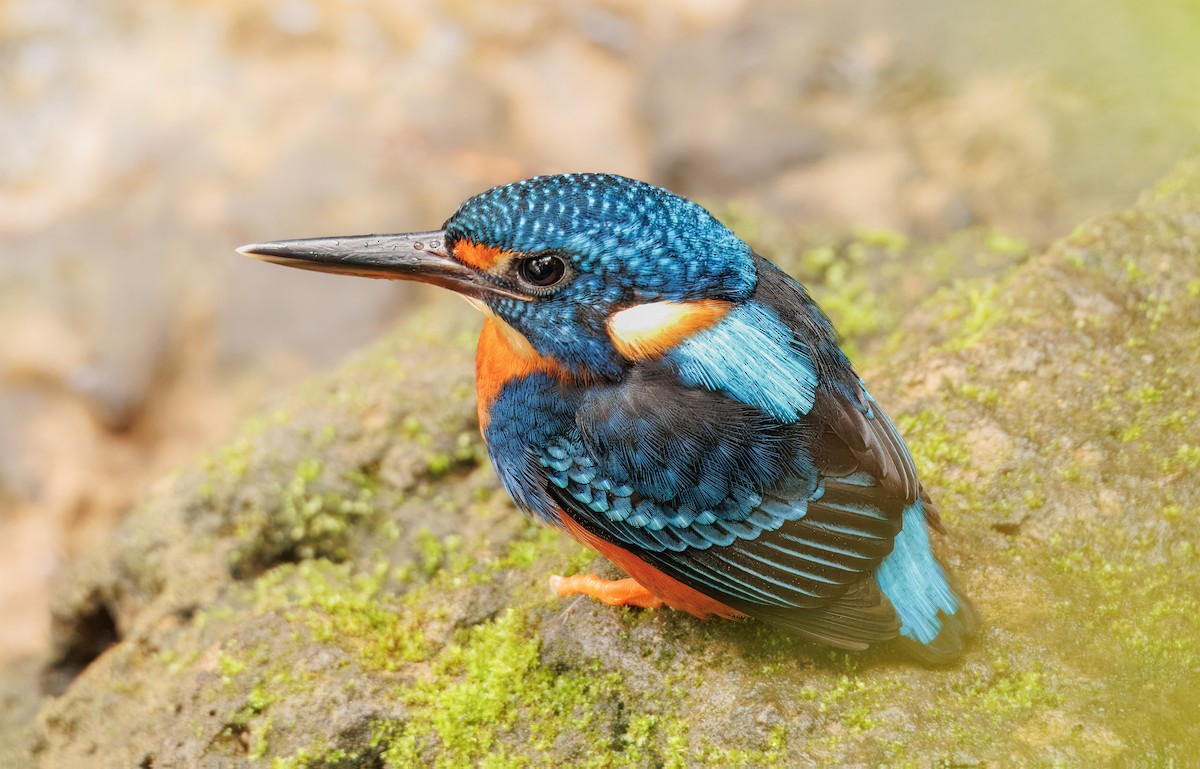 Indigo-banded Kingfisher - ML645373522