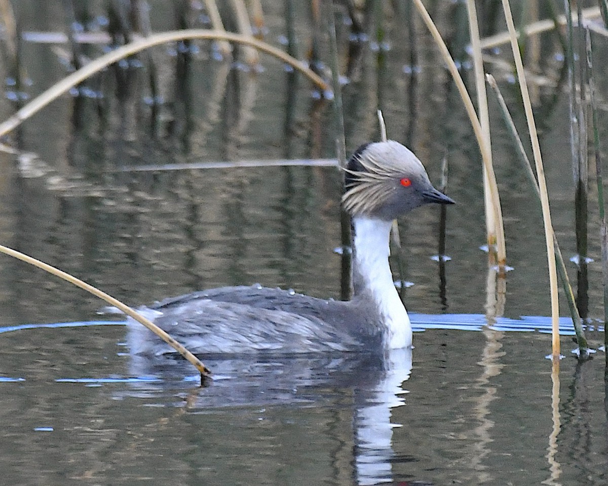 potápka stříbřitá (ssp. occipitalis) - ML645373525