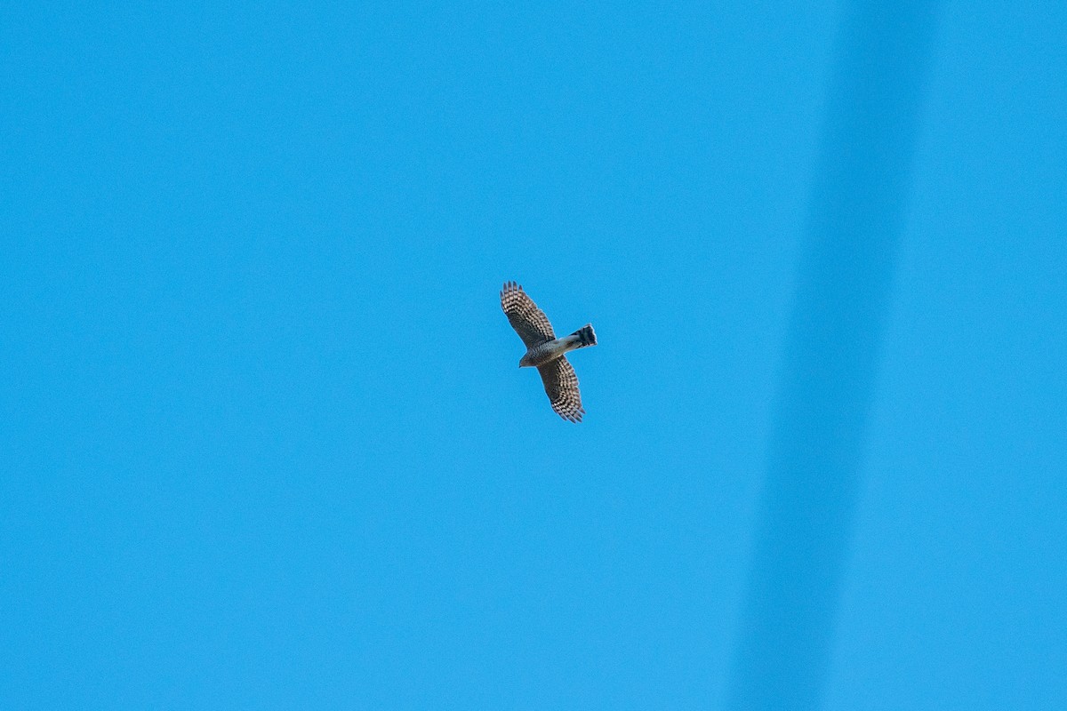 krahujec americký - ML645373538