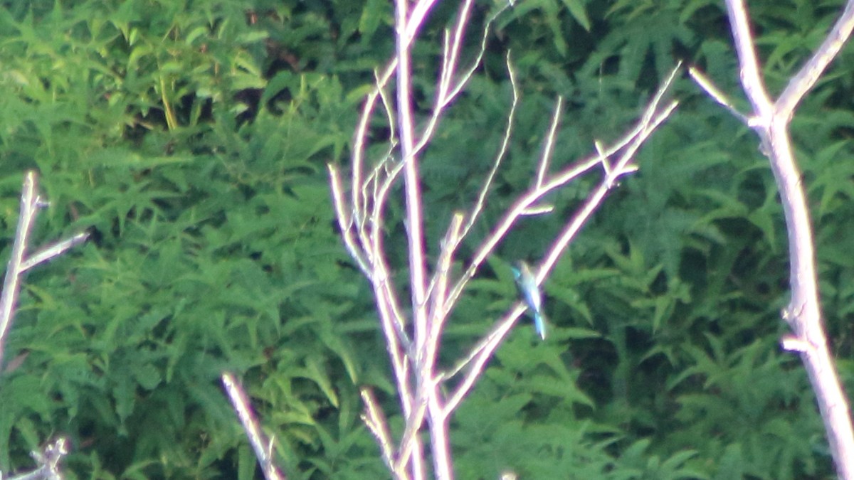 Blue-throated Bee-eater - ML645373539