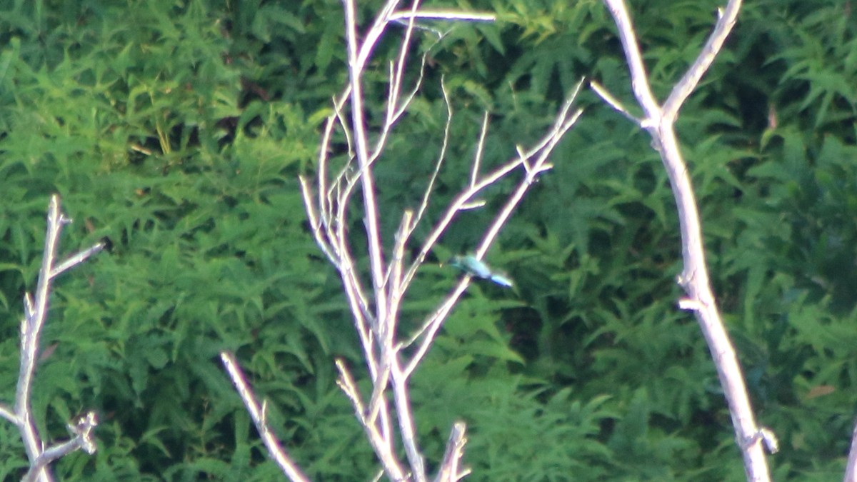 Blue-throated Bee-eater - ML645373540