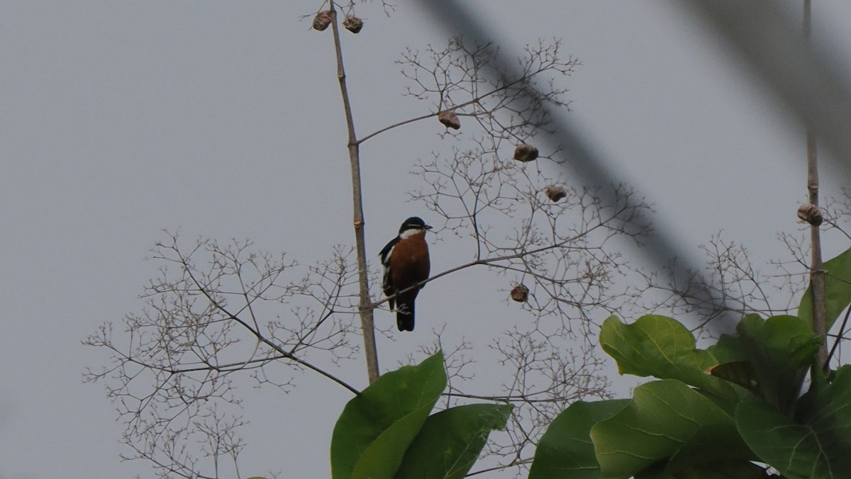 Rufous-bellied Triller - ML645373549