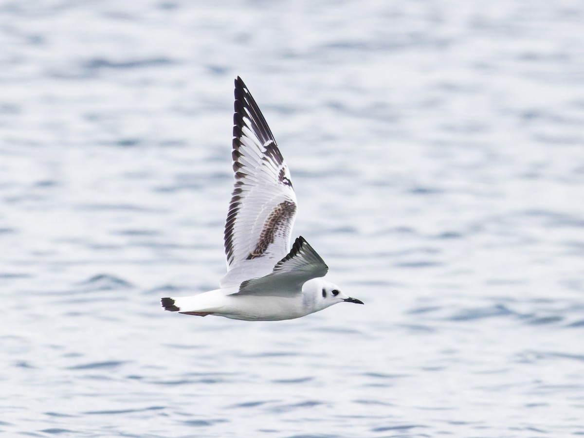 Bonaparte's Gull - ML645373555
