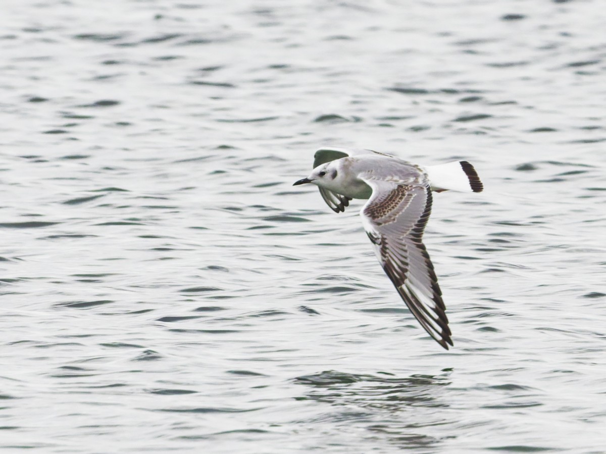 Bonaparte's Gull - ML645373556