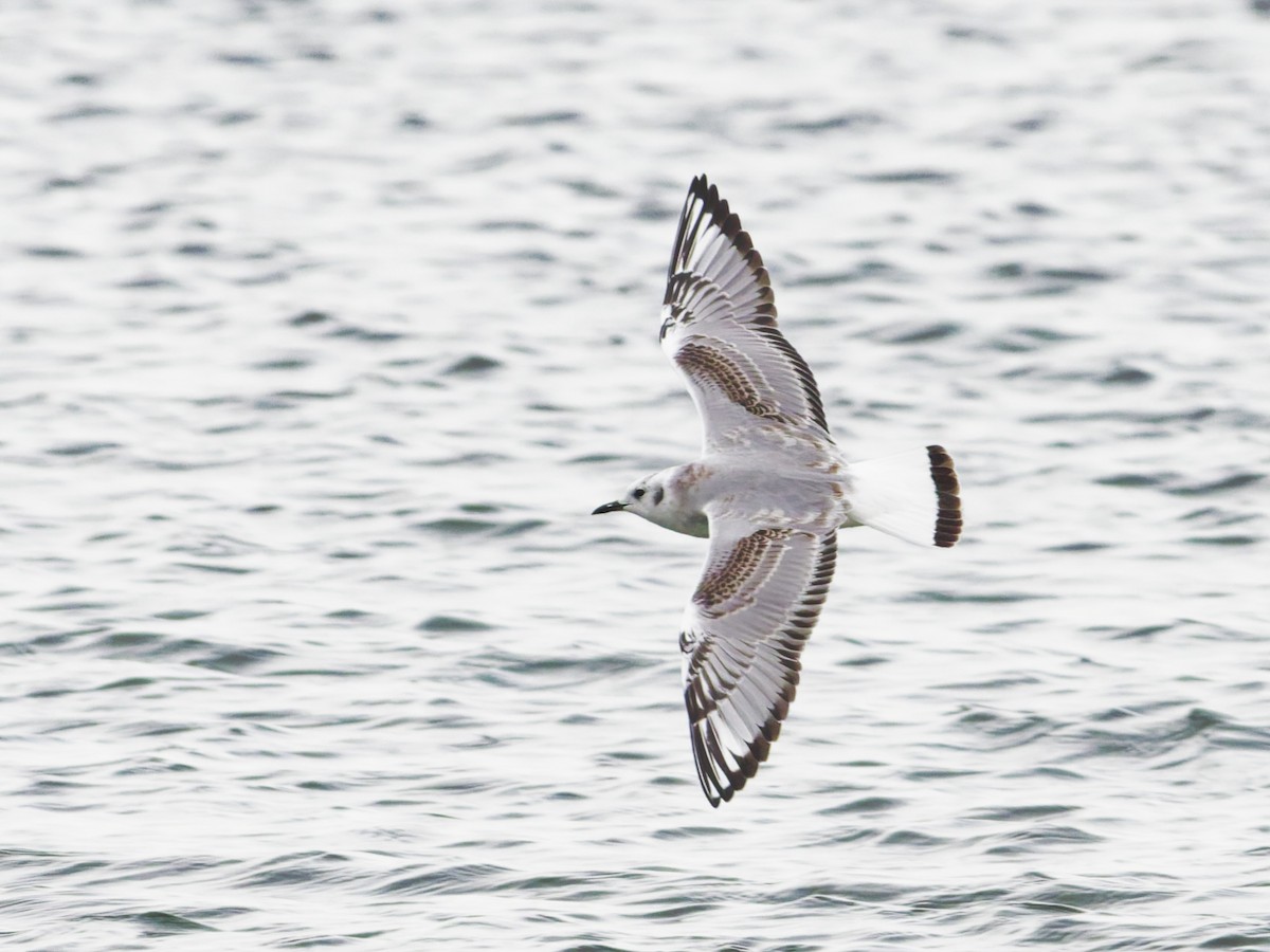 Bonaparte's Gull - ML645373557