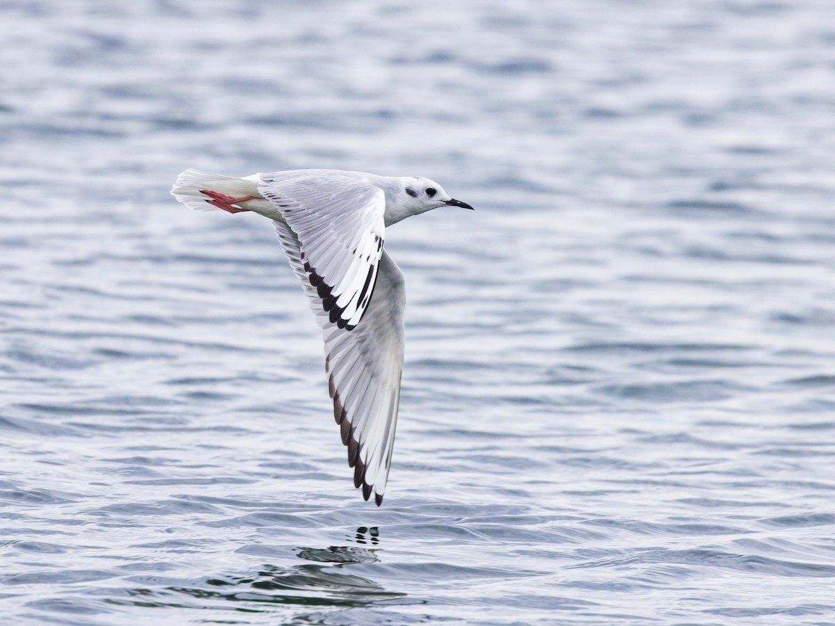 Bonaparte's Gull - ML645373560