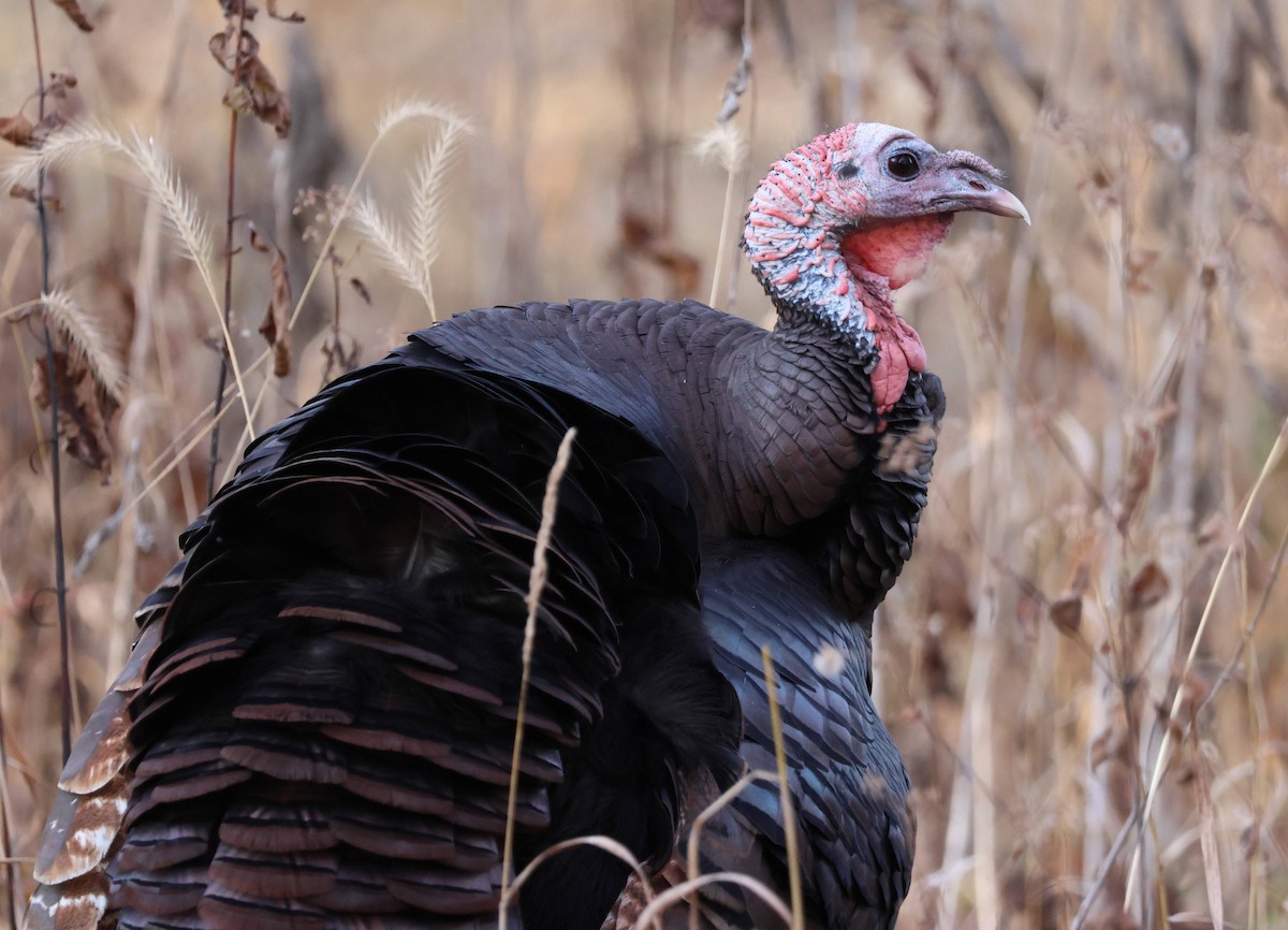 Wild Turkey - ML645373561