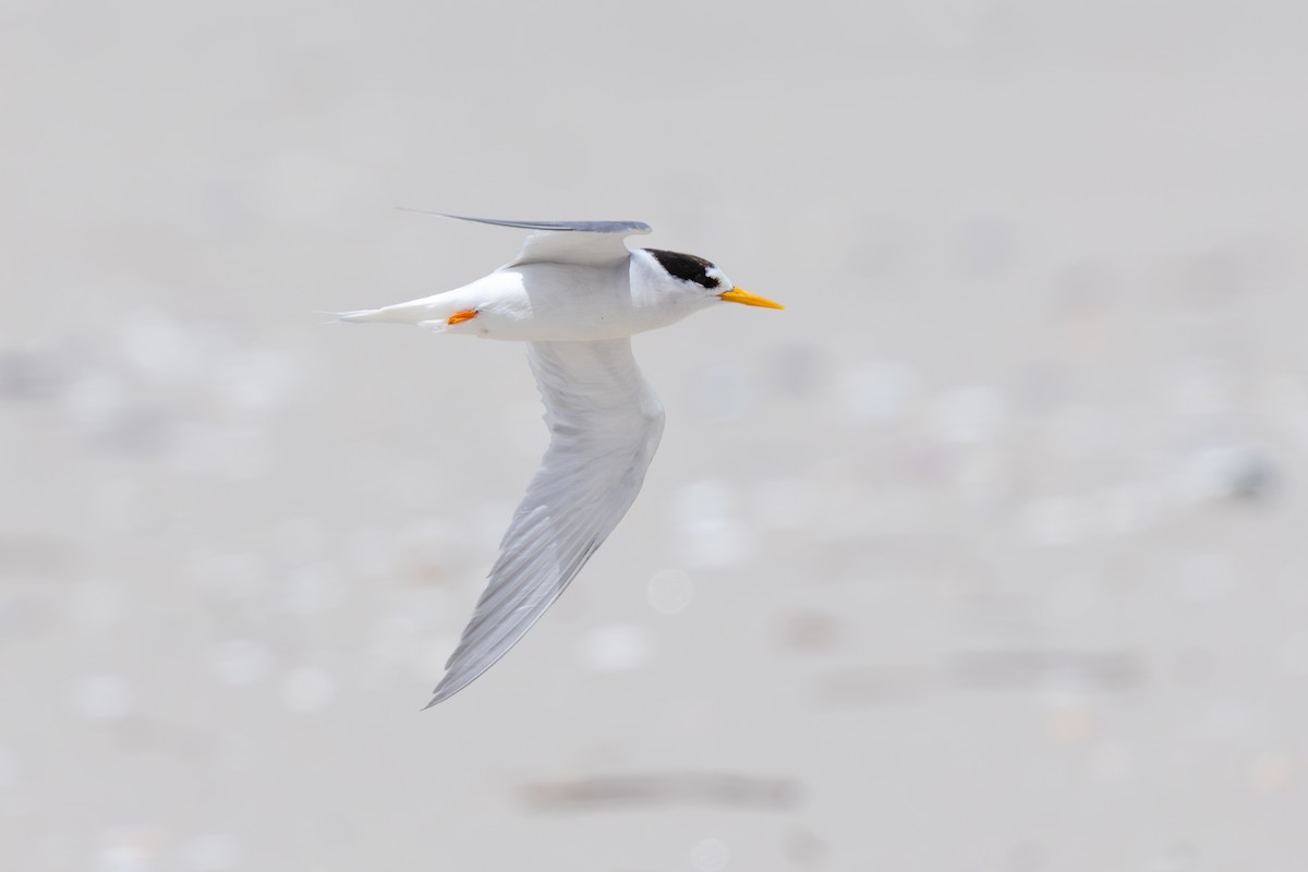 Australian Fairy Tern - ML645373576