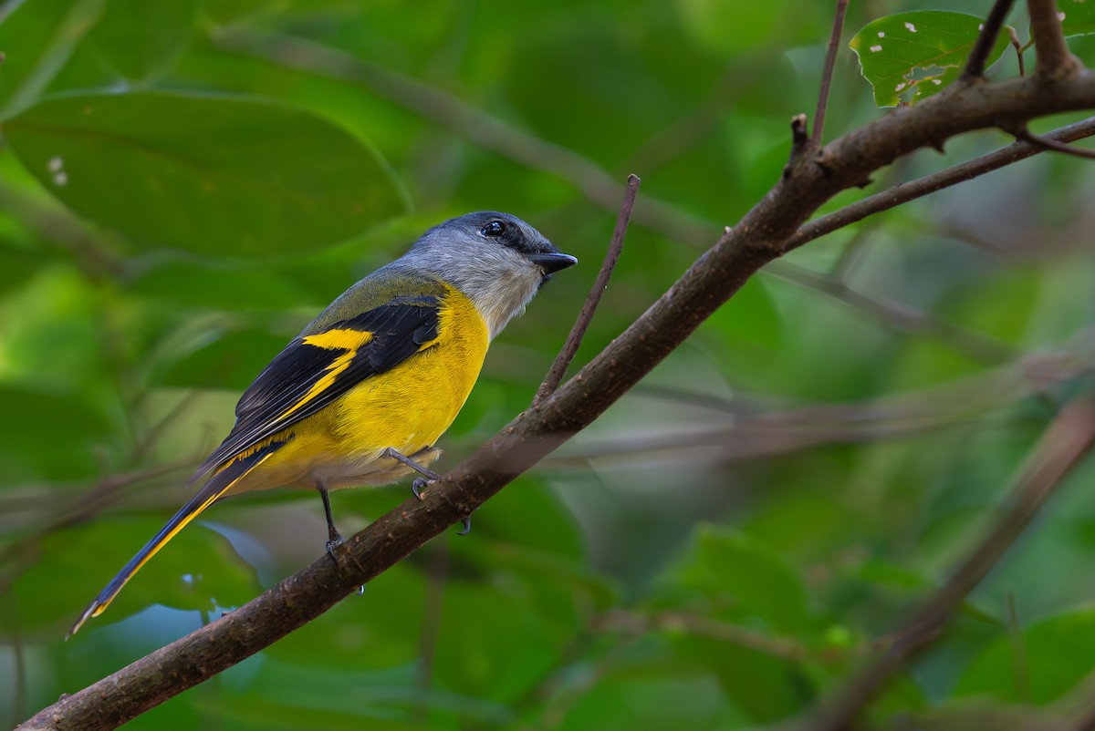 Личинкоїд сірощокий - ML645373577